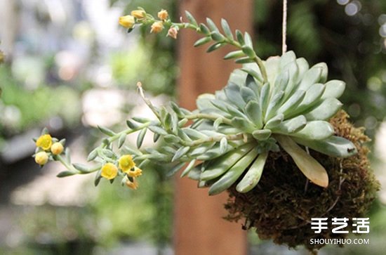 怎么把多肉植物懸掛起來(lái)養(yǎng)殖 無(wú)需花盆哦！ -  rpnrmr.com