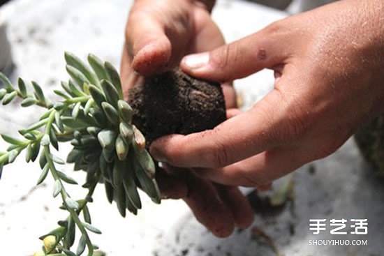 怎么把多肉植物懸掛起來(lái)養(yǎng)殖 無(wú)需花盆哦！ -  rpnrmr.com