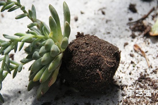 怎么把多肉植物懸掛起來(lái)養(yǎng)殖 無(wú)需花盆哦！ -  rpnrmr.com