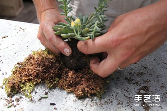 怎么把多肉植物懸掛起來(lái)養(yǎng)殖 無(wú)需花盆哦！ -  rpnrmr.com