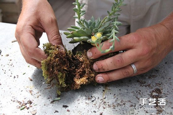 怎么把多肉植物懸掛起來(lái)養(yǎng)殖 無(wú)需花盆哦！ -  rpnrmr.com