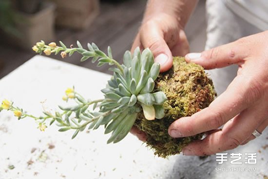 怎么把多肉植物懸掛起來(lái)養(yǎng)殖 無(wú)需花盆哦！ -  rpnrmr.com