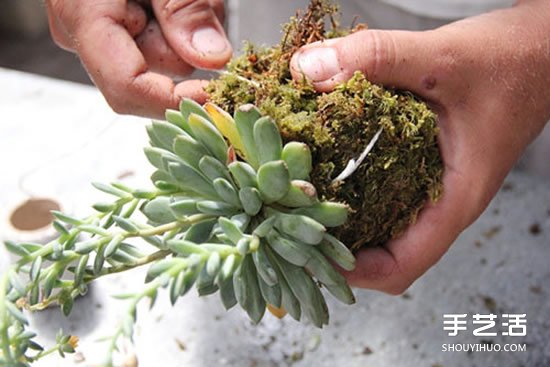 怎么把多肉植物懸掛起來(lái)養(yǎng)殖 無(wú)需花盆哦！ -  rpnrmr.com