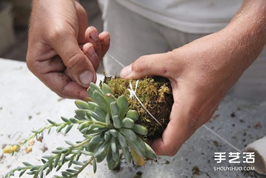怎么把多肉植物懸掛起來(lái)養(yǎng)殖 無(wú)需花盆哦！ -  rpnrmr.com