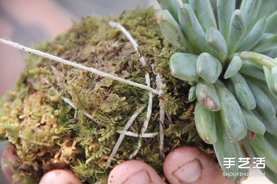 怎么把多肉植物懸掛起來(lái)養(yǎng)殖 無(wú)需花盆哦！ -  rpnrmr.com