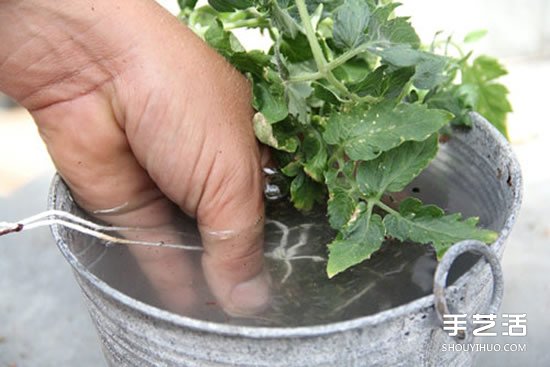 怎么把多肉植物懸掛起來(lái)養(yǎng)殖 無(wú)需花盆哦！ -  rpnrmr.com