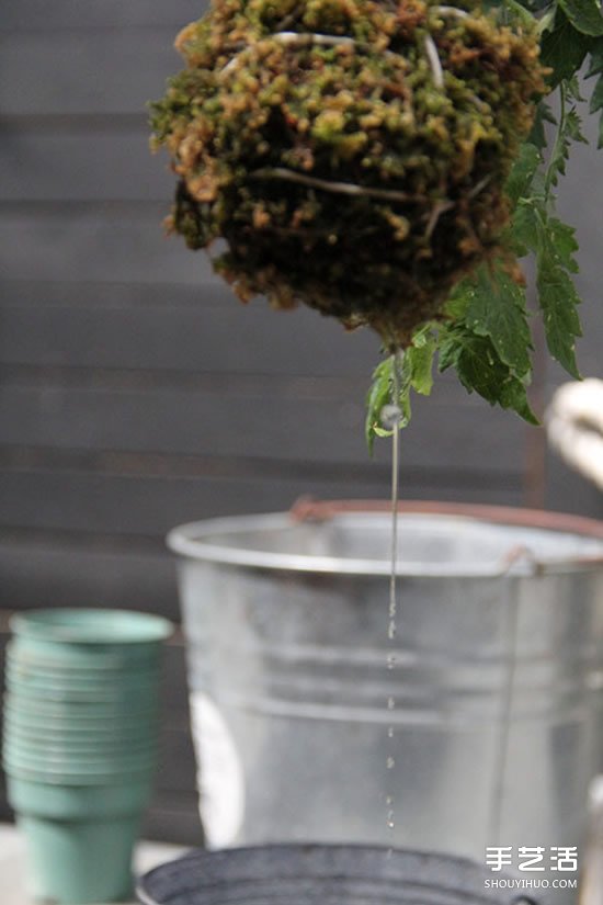 怎么把多肉植物懸掛起來(lái)養(yǎng)殖 無(wú)需花盆哦！ -  rpnrmr.com
