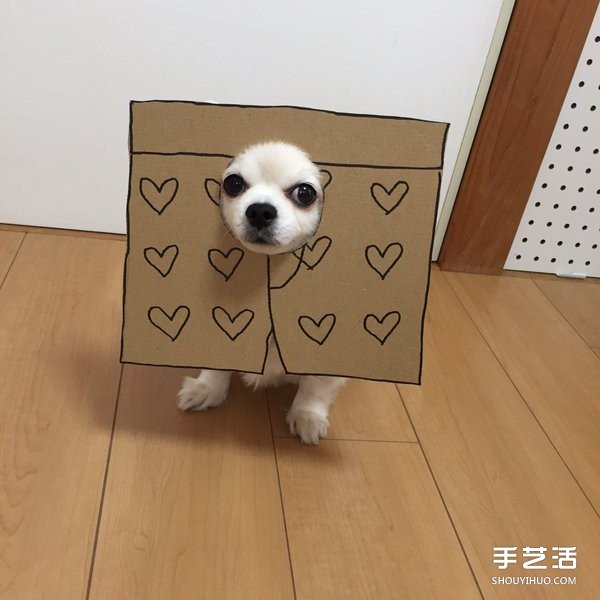 厚紙板+狗鼻=寵物變身 看主人怎么惡搞小可愛 -  rpnrmr.com