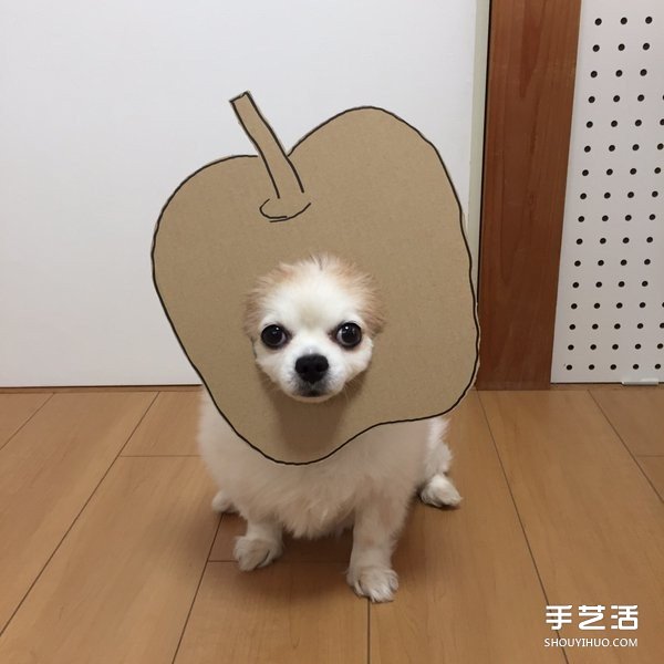 厚紙板+狗鼻=寵物變身 看主人怎么惡搞小可愛 -  rpnrmr.com