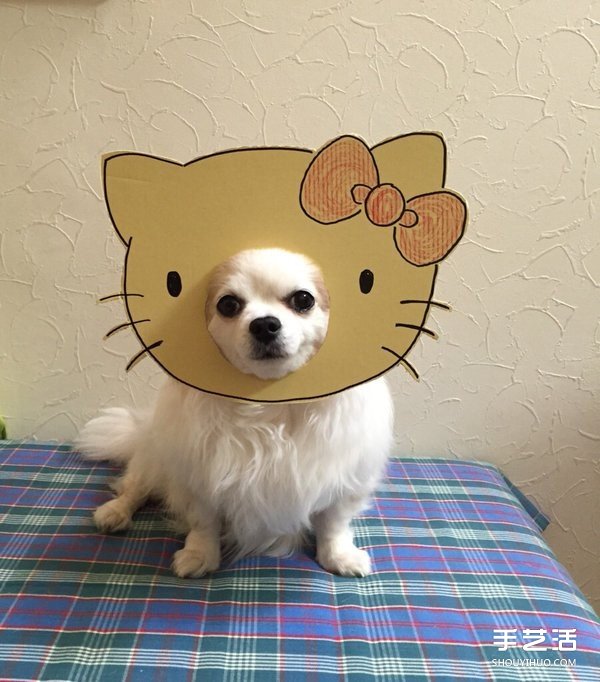 厚紙板+狗鼻=寵物變身 看主人怎么惡搞小可愛 -  rpnrmr.com