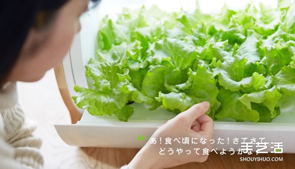 讓你在家也能輕松種菜的小型室內(nèi)菜圃 foop -  rpnrmr.com