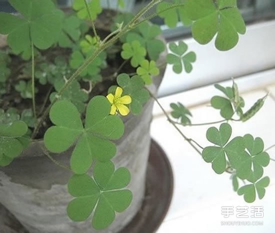 廢舊燈泡制作花盆 DIY迷你盆景的方法步驟 -  rpnrmr.com