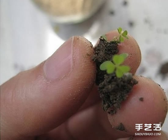 廢舊燈泡制作花盆 DIY迷你盆景的方法步驟 -  rpnrmr.com