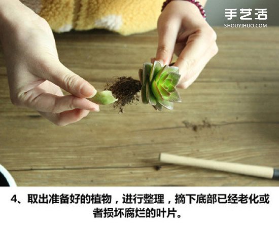 多肉植物種植方法圖解 多肉植物拼盤制作教程 -  rpnrmr.com