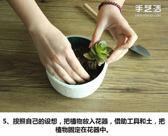 多肉植物種植方法圖解 多肉植物拼盤制作教程 -  rpnrmr.com