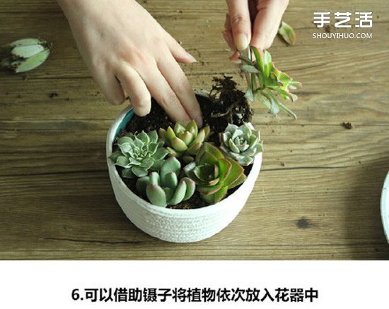 多肉植物種植方法圖解 多肉植物拼盤制作教程 -  rpnrmr.com