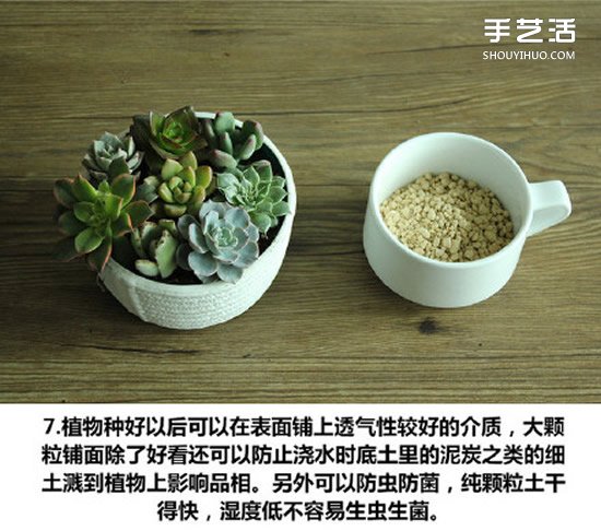 多肉植物種植方法圖解 多肉植物拼盤制作教程 -  rpnrmr.com