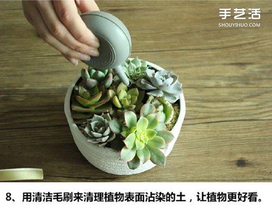 多肉植物種植方法圖解 多肉植物拼盤制作教程 -  rpnrmr.com