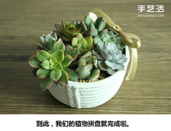 多肉植物種植方法圖解 多肉植物拼盤制作教程 -  rpnrmr.com