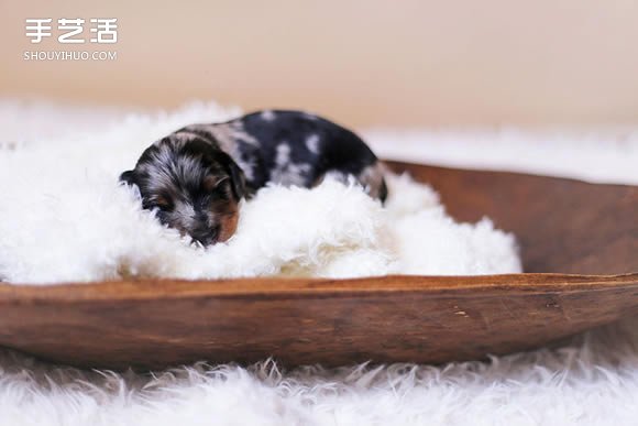 治愈系圖片：百分百可愛的剛出生臘腸狗寶貝 -  rpnrmr.com