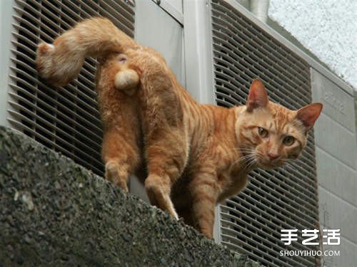 貓咪蛋蛋羊毛氈作品 直接掛墻上太害羞了吧！ -  rpnrmr.com