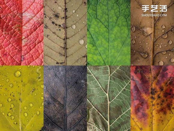 用攝影保存葉子的美 宛如美麗拼布的葉子照片 -  rpnrmr.com