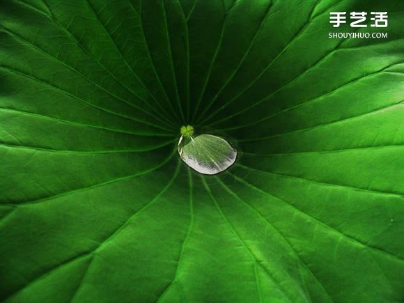 用攝影保存葉子的美 宛如美麗拼布的葉子照片 -  rpnrmr.com