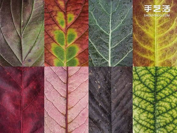 用攝影保存葉子的美 宛如美麗拼布的葉子照片 -  rpnrmr.com