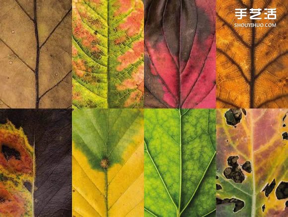 用攝影保存葉子的美 宛如美麗拼布的葉子照片 -  rpnrmr.com
