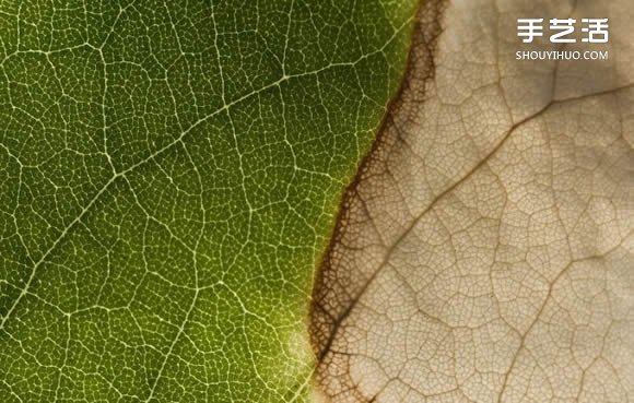 用攝影保存葉子的美 宛如美麗拼布的葉子照片 -  rpnrmr.com