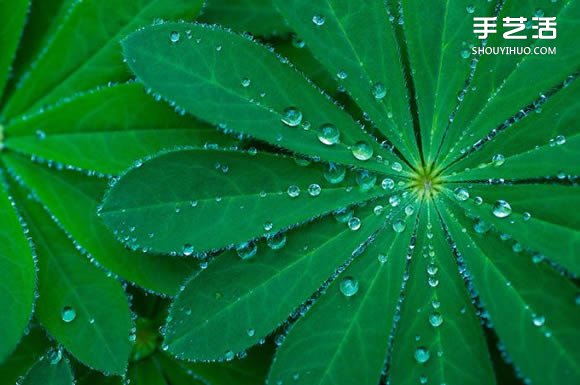 用攝影保存葉子的美 宛如美麗拼布的葉子照片 -  rpnrmr.com