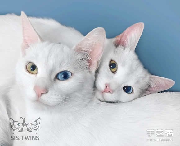最美雙胞胎：讓人融化的白色小貓 Sis.Twins. -  rpnrmr.com