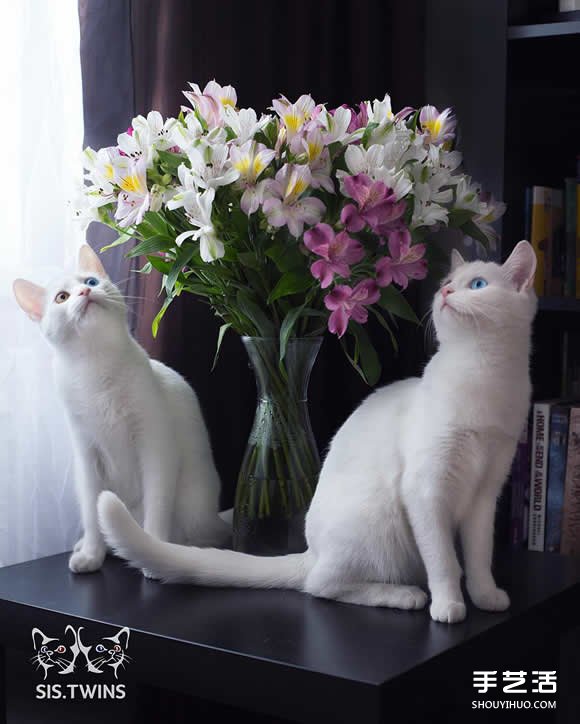 最美雙胞胎：讓人融化的白色小貓 Sis.Twins. -  rpnrmr.com