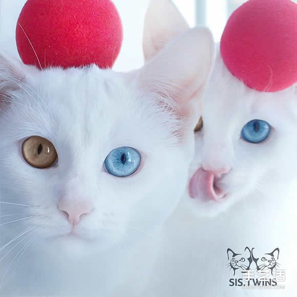 最美雙胞胎：讓人融化的白色小貓 Sis.Twins. -  rpnrmr.com