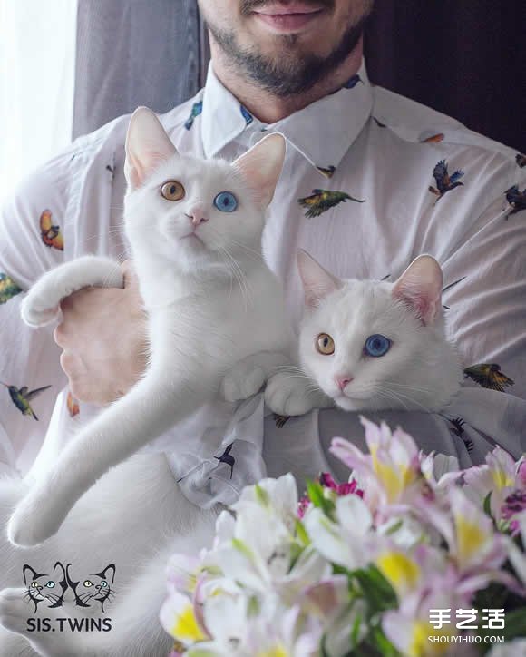 最美雙胞胎：讓人融化的白色小貓 Sis.Twins. -  rpnrmr.com