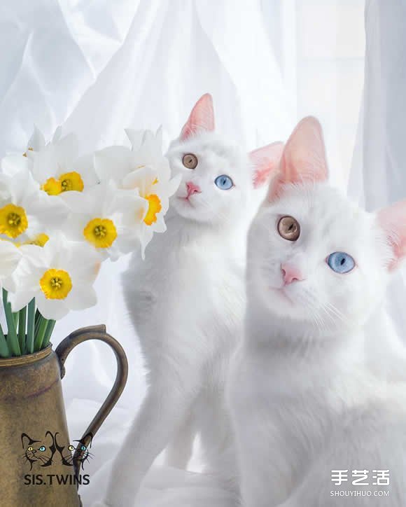 最美雙胞胎：讓人融化的白色小貓 Sis.Twins. -  rpnrmr.com