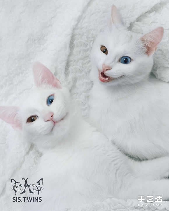 最美雙胞胎：讓人融化的白色小貓 Sis.Twins. -  rpnrmr.com