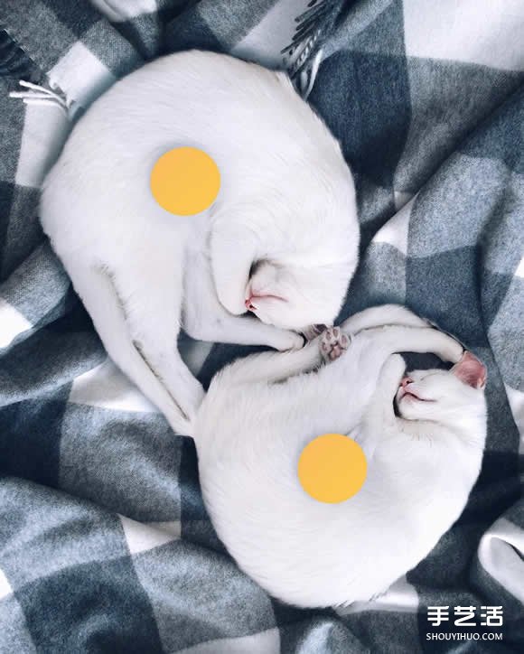 最美雙胞胎：讓人融化的白色小貓 Sis.Twins. -  rpnrmr.com