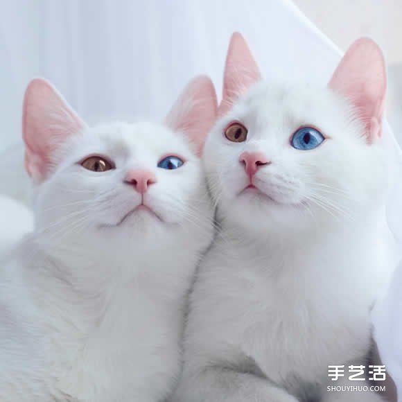 最美雙胞胎：讓人融化的白色小貓 Sis.Twins. -  rpnrmr.com