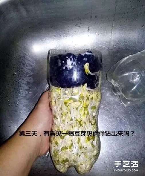 可樂(lè)瓶子種豆芽的方法 家庭種豆芽的簡(jiǎn)單教程 -  rpnrmr.com