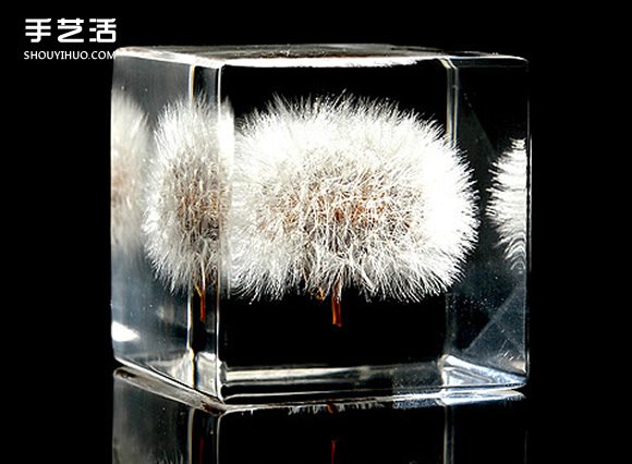 嵌花樹脂蒲公英制作教程 蒲公英樹脂標本DIY -  rpnrmr.com