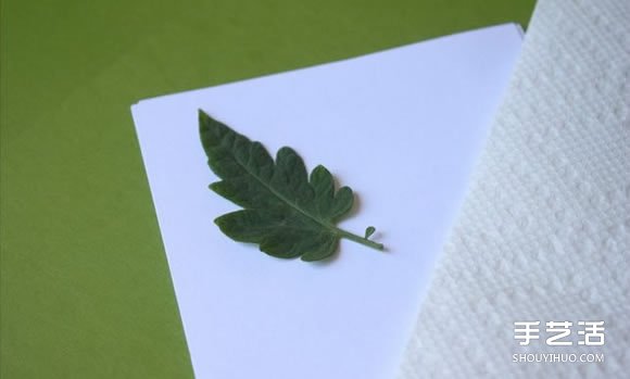 兒童葉脈畫制作方法 簡(jiǎn)單手工葉脈畫DIY教程 -  rpnrmr.com