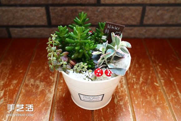 多肉植物入門須知！初學(xué)者必學(xué)的養(yǎng)多肉方法 -  rpnrmr.com