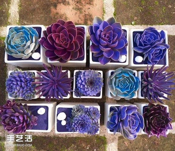 多肉植物入門須知！初學(xué)者必學(xué)的養(yǎng)多肉方法 -  rpnrmr.com