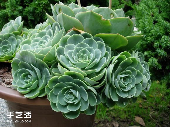 多肉植物入門須知！初學(xué)者必學(xué)的養(yǎng)多肉方法 -  rpnrmr.com