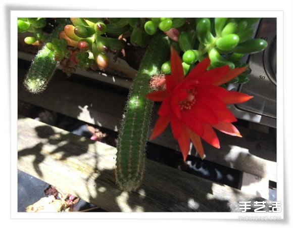 微型花園：廢舊烤面包機(jī)改造制作的美麗盆景 -  rpnrmr.com