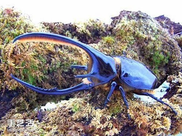 折紙海神大兜蟲(chóng)的方法 海神大兜的折法圖解 -  rpnrmr.com