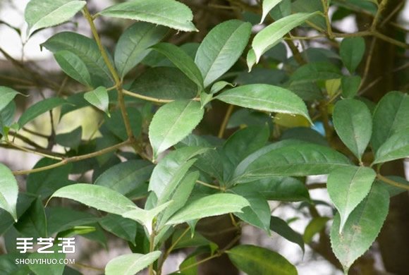 葉脈書簽最簡(jiǎn)單的做法 自制葉脈書簽的制作方法 -  rpnrmr.com