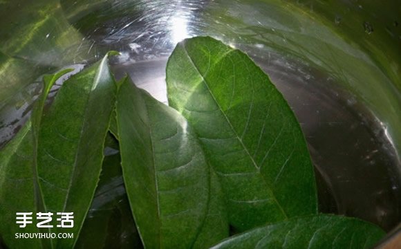 葉脈書簽最簡(jiǎn)單的做法 自制葉脈書簽的制作方法 -  rpnrmr.com