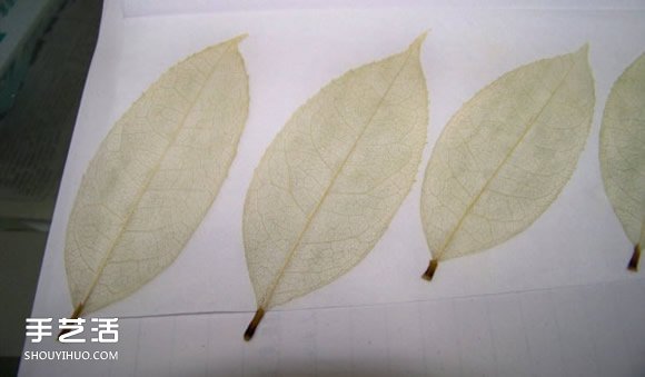 葉脈書簽最簡(jiǎn)單的做法 自制葉脈書簽的制作方法 -  rpnrmr.com